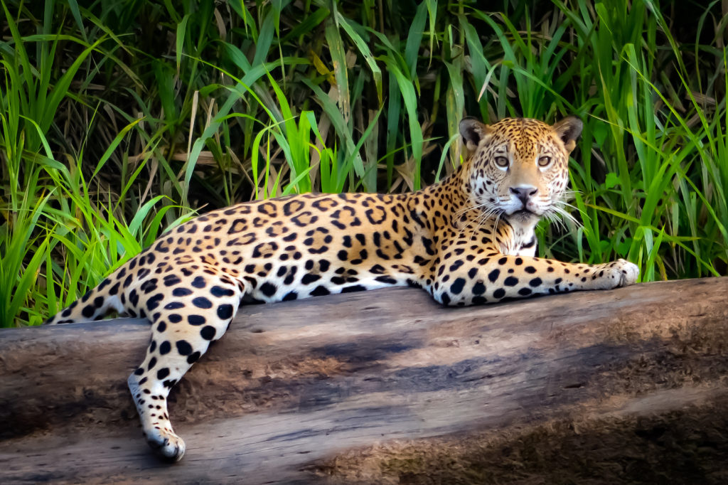Jaguar on a log