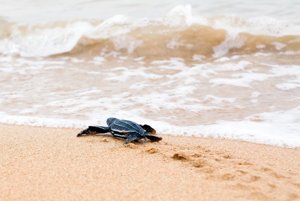 Turtle freshly hatched