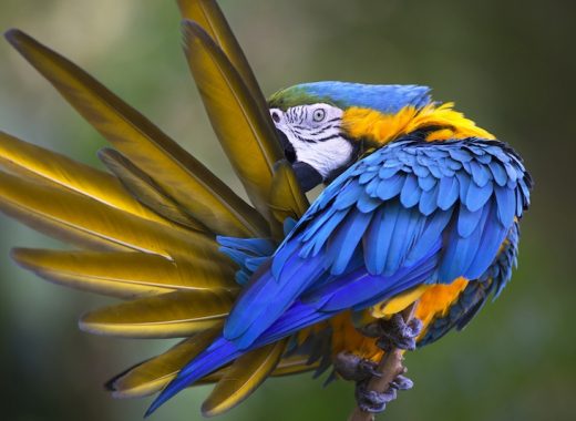 Blue and Yellow macaw with spread tail feathers